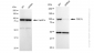 KD-Validated Anti-CSE1L Rabbit Monoclonal Antibody